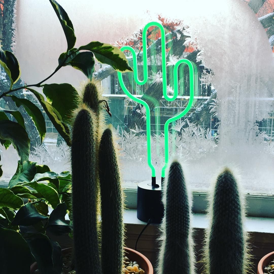 Amped & Co, une collection de lampes de table à néon et de boites lumineuses. Un grand choix de lampes à néon vous est offert, représentant un cactus, une licorne ou encore un ananas. Les boites lumineuses sont disponibles en plusieurs tailles