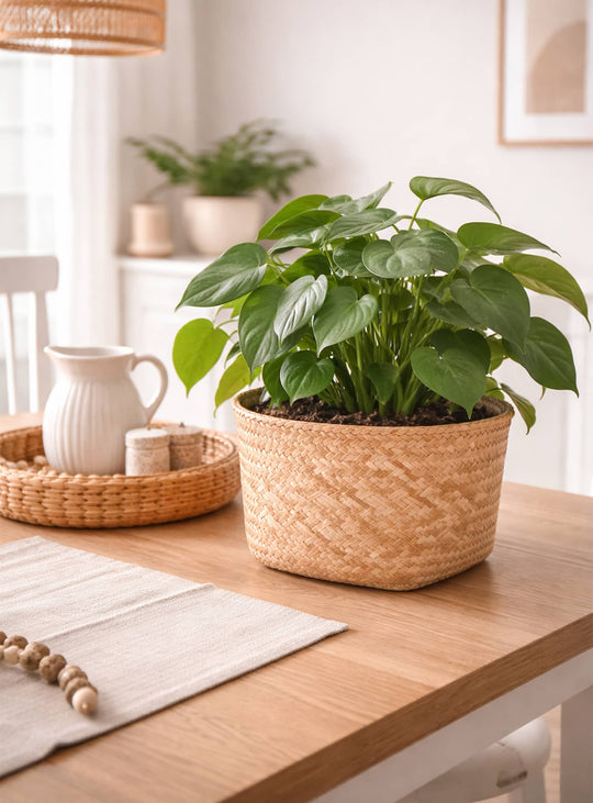 Cache-pots en ciment Lana effet tressé, design élégant pour sublimer plantes et fleurs. grand