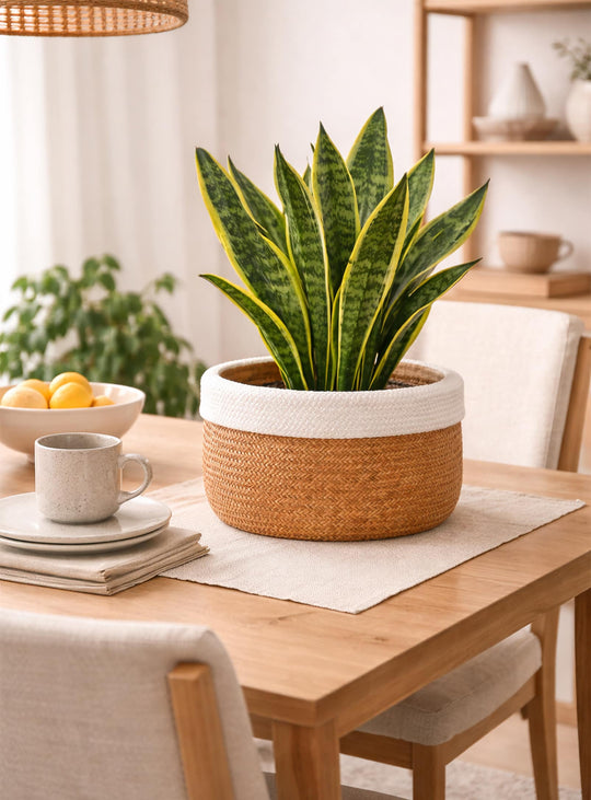 Cache-pots en ciment Mila polyvalents et modernes, idéals pour intérieur ou extérieur. grand