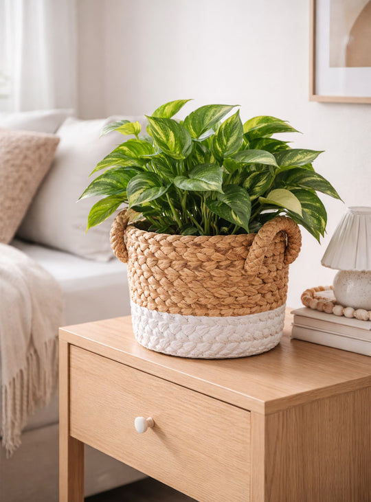 Cache-pot en ciment Paco design et robuste, touche déco forte pour jardin ou intérieur. blanc