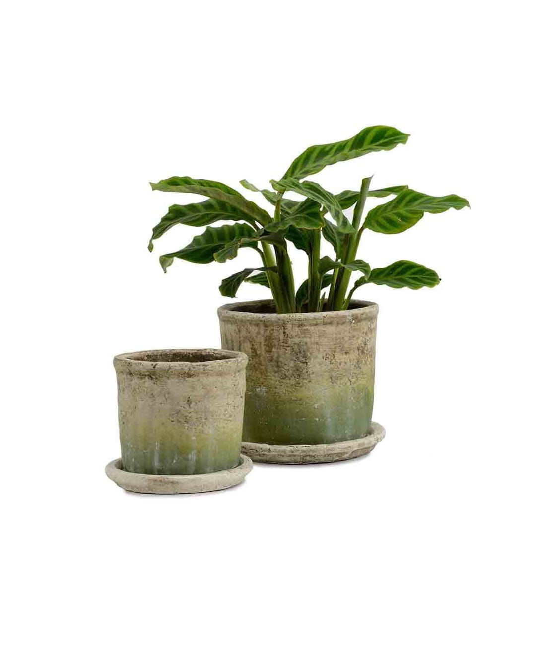 Cache-pot Siya avec soucoupe assortie, parfait pour plantes d’extérieur. petit, grand