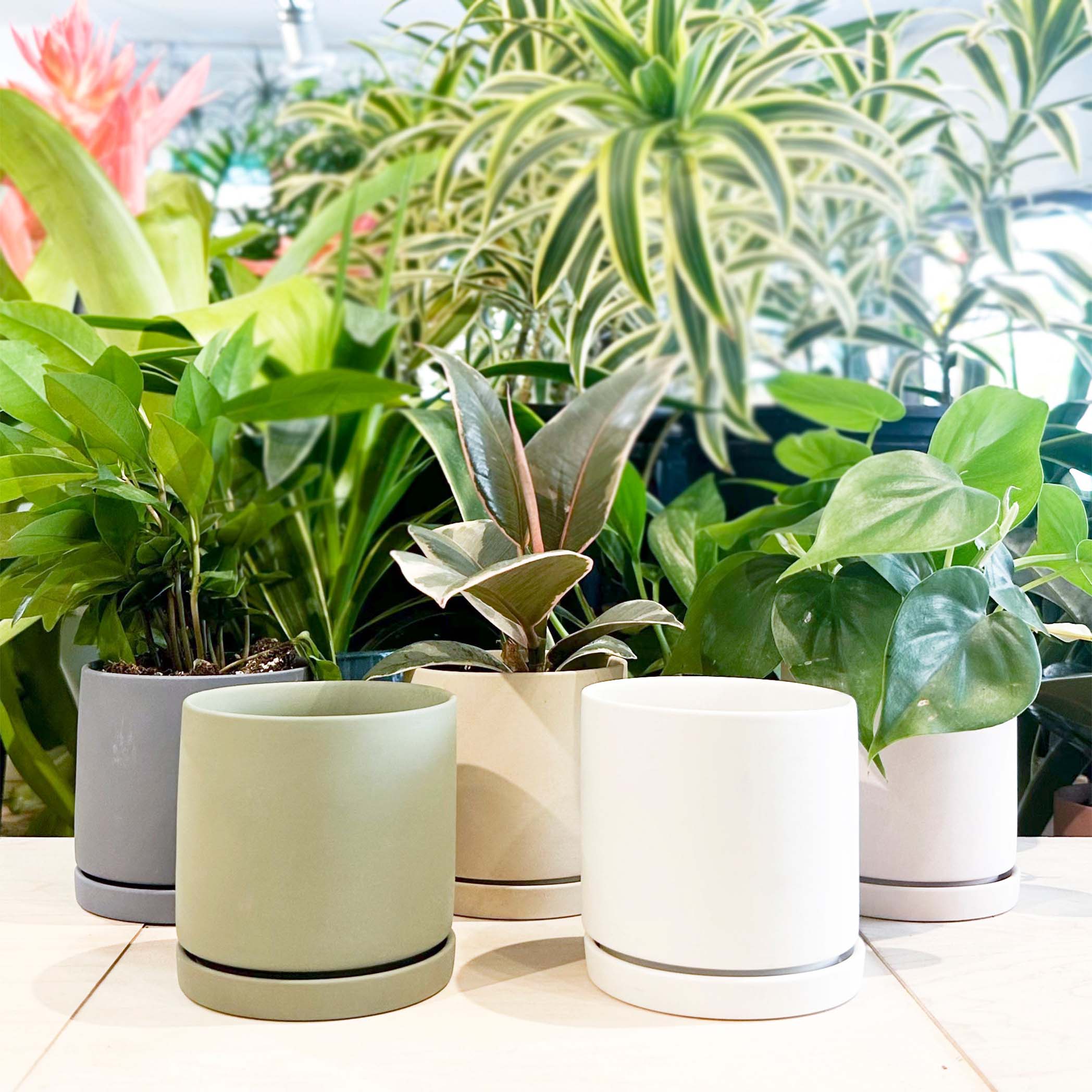 pot 2023,04-2024,03 まとめ売り Dojo: Set of 3 planters - Chive – Nüspace