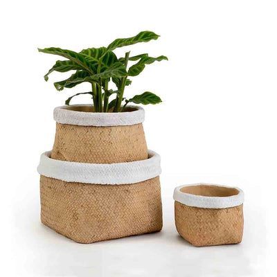 Cache-pots Mila en ciment : polyvalents, esthétiques, parfaits pour l'intérieur et l'extérieur. Choisissez parmi différentes tailles pour une intégration élégante, alliant durabilité et style.
